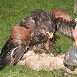 Falconry Articles