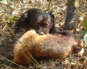 Nell With Fox.