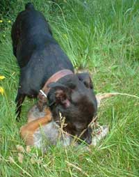 Nell Dealing With Quarry.