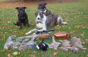 Airgun, Dogs & Quarry.