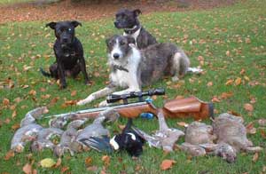 Airgun, Dogs & Quarry.