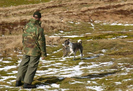 Lurcher Retrieving Rabbit.