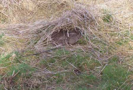 Rabbit Hidden.