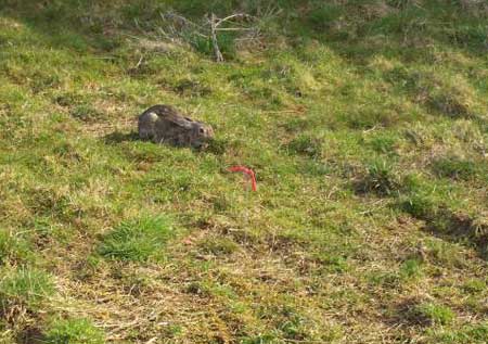 Rabbit caught in peg snare.