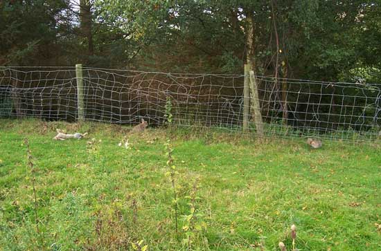 Snared Rabbits.