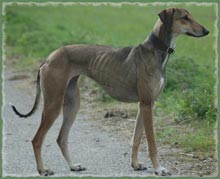 Lurchers and Running Dogs.