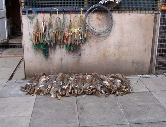 Snared Rabbits.