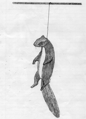 Dead Squirrel