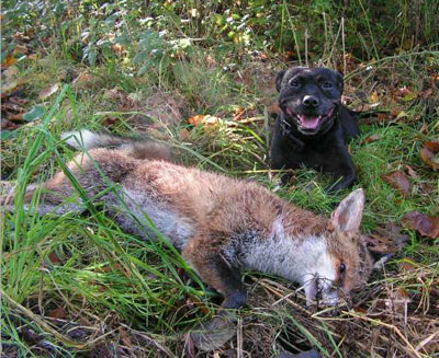Black Dog With Fox