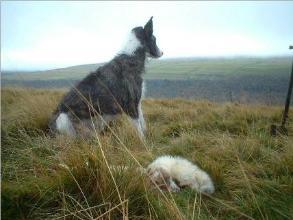 Ferreting with dogs.