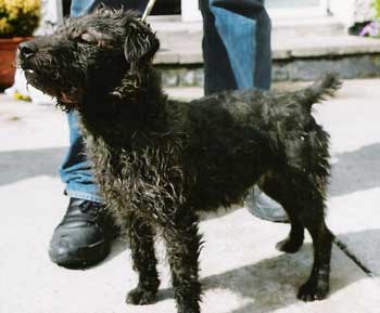 Bronson, a working terrier.