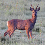 Roe Deer