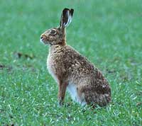 Brown Hare