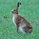 Brown Hare