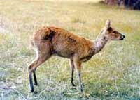 Chinese Water Deer