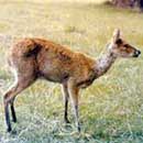 Chinese Water Deer