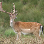 Fallow Deer