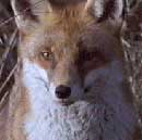 Red Fox