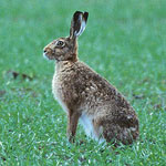 Brown Hare