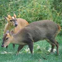 Pair of muntjac.