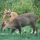 Muntjac Deer