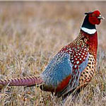 Pheasant