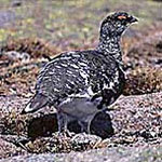 Ptarmigan