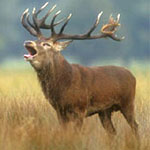 Red Deer