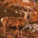 Red Deer