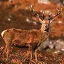 Red Deer