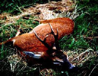 Nice Roe Buck