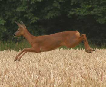 Roe Deer