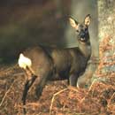 Roe Deer