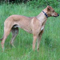 Running Dogs, lurchers and hounds.
