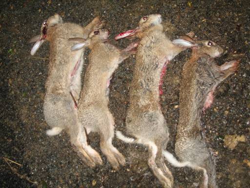 Rabbits