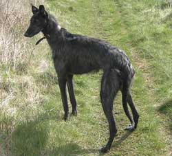 Deerhound Greyhound Lurcher 