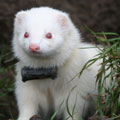 Ferreting Field Sports