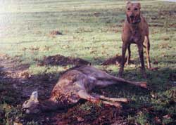 Scoob with a nice fat tasty doe.