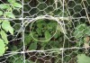 Professional Rabbit Snaring For Amateurs Part 1 Rabbit Fence Snare