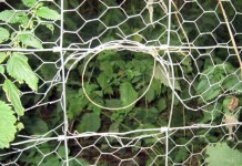 Professional Rabbit Snaring For Amateurs Part 1 Rabbit Fence Snare
