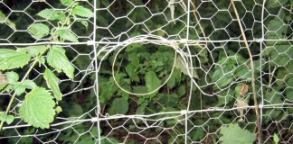 Professional Rabbit Snaring For Amateurs Part 1 Rabbit Fence Snare