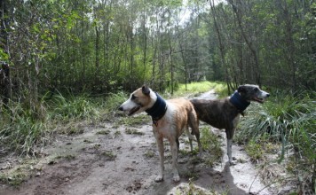 Swamp Lurchers Waiting