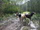 Swamp Lurchers Waiting