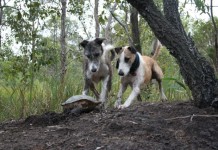Daytime Double Lurchers Hunting