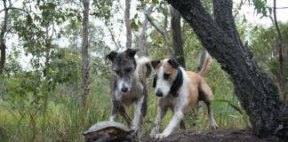 Daytime Double Lurchers Hunting