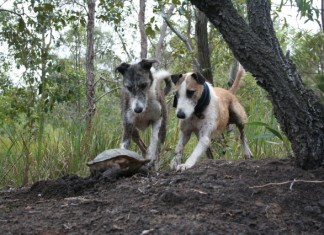 Daytime Double Lurchers Hunting
