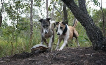 Daytime Double Lurchers Hunting
