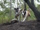 Daytime Double Lurchers Hunting