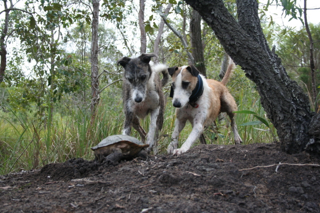 fox hunting with lurchers by day