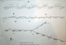 Professional Rabbit Snaring For Amateurs Part 2